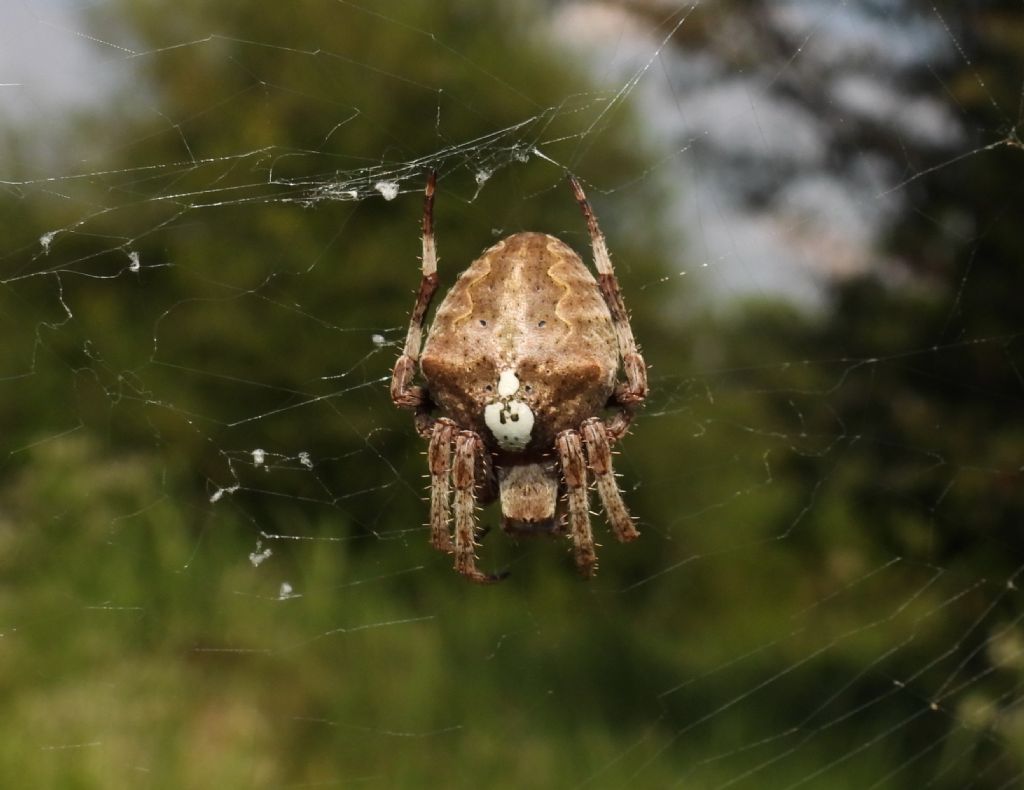 Araneidae ID